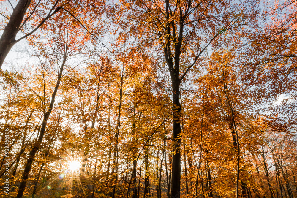 Nature walking during Autumn at the Fontainebleau Forest