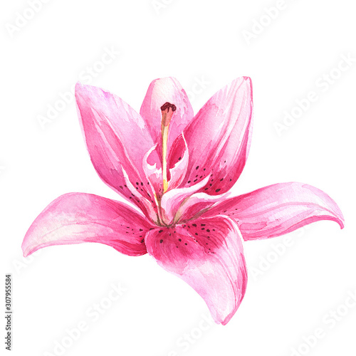 Watercolor lily, pink lily flower on an isolated white background, watercolor watercolor flower, stock illustration.