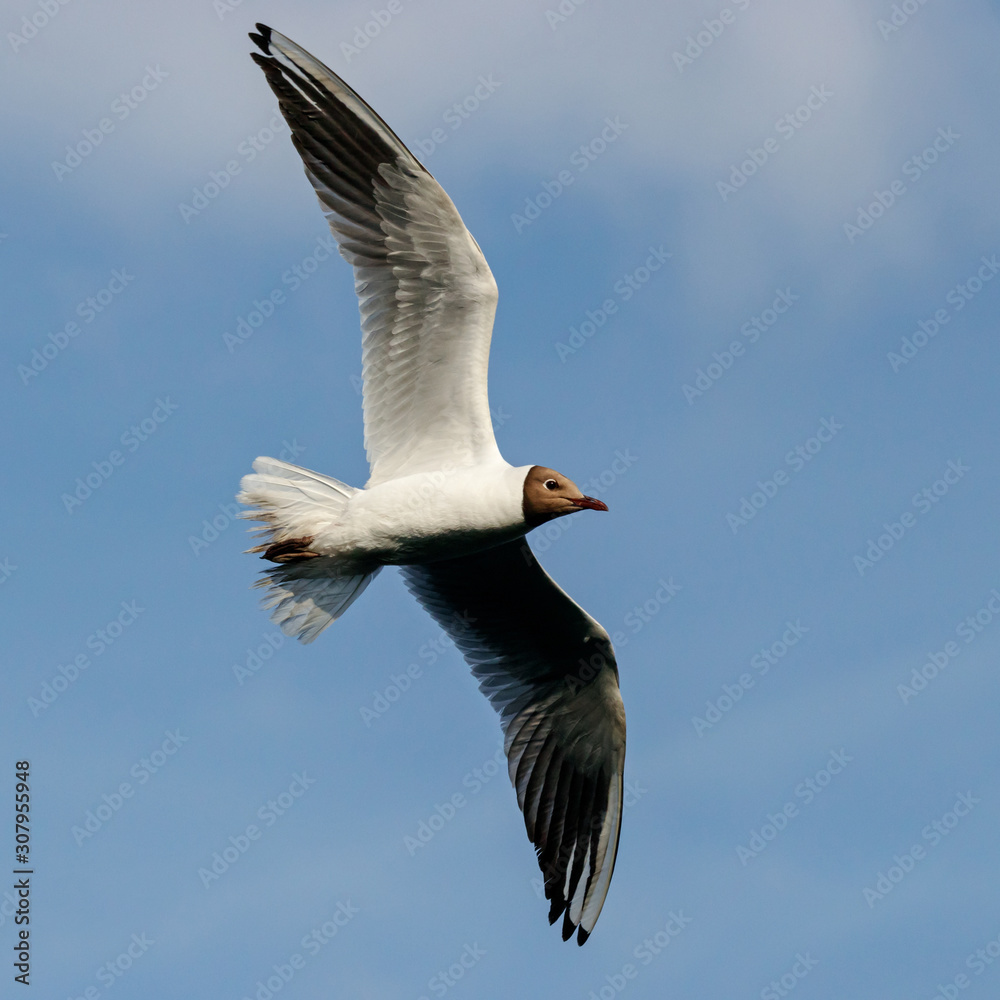 Fototapeta premium Black-headed gull chroicocephalus ridibundus in breeding plumage in flight under blue sky. Cute funny common waterbird in wildlife.