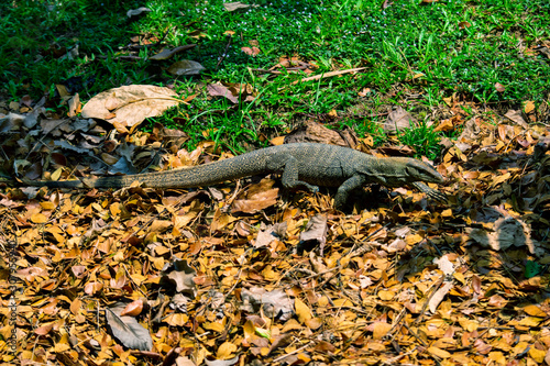 Singapore - January 5 2019: An iguana walks in park in Singapore