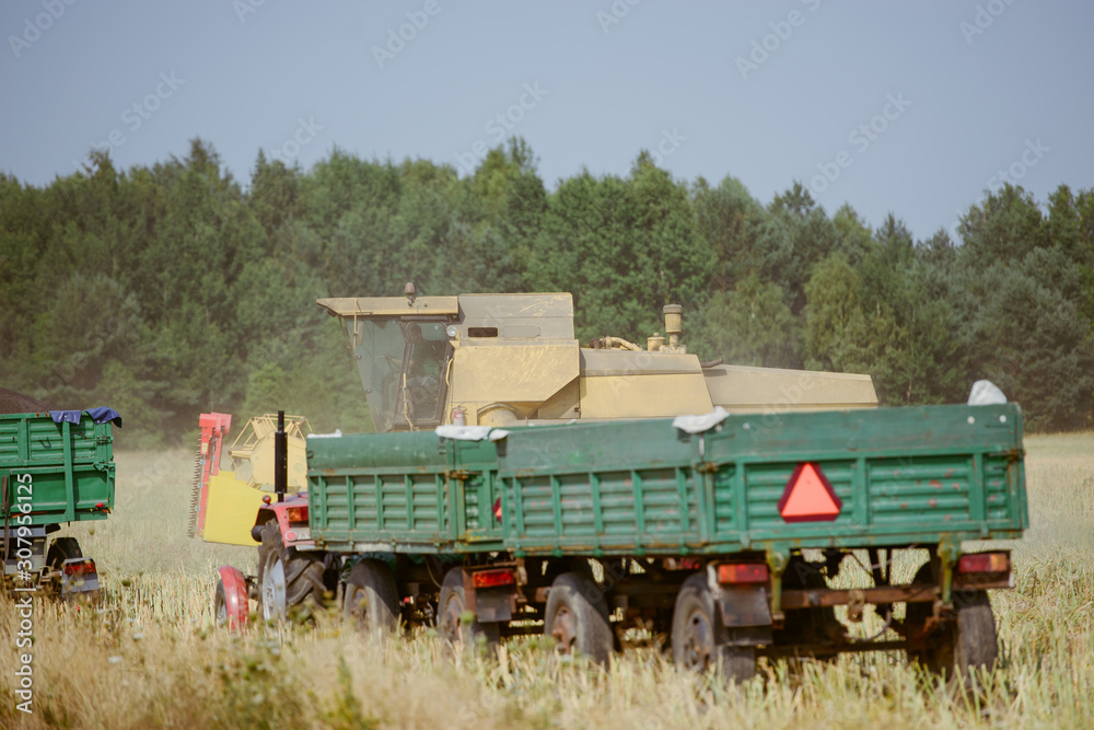 Fototapeta premium Combine harvesting the rape field