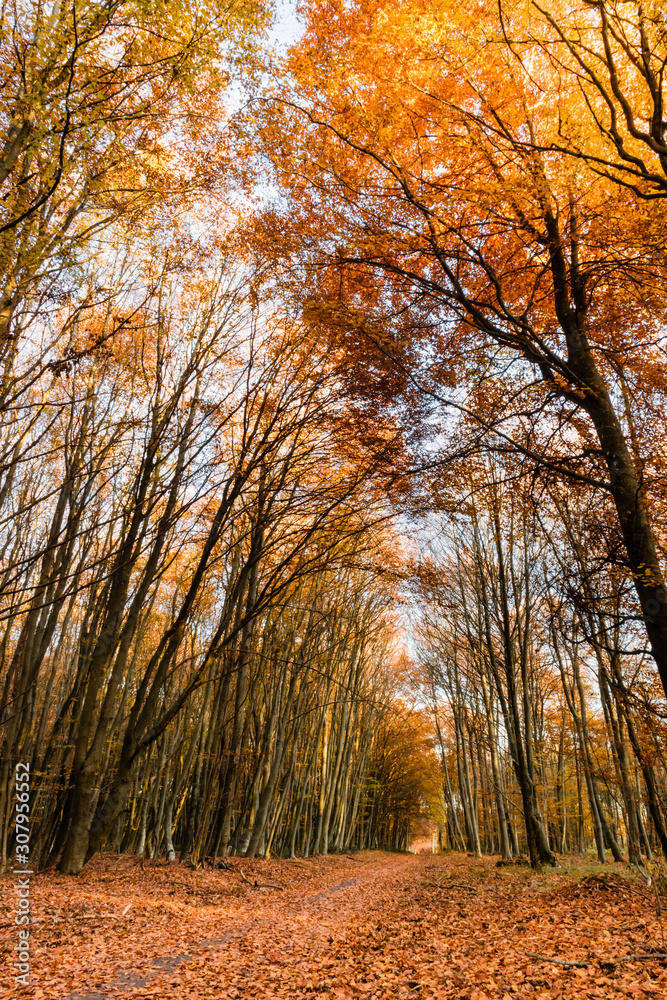 Nature walking during Autumn at the Fontainebleau Forest