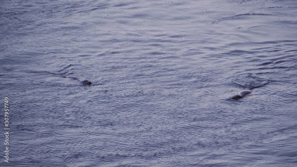 Arctic animals - arctic seals in water. Arctic seal population in the Baltic Sea. North expedition, wildlife. The Northeast Passage along the Arctic coasts of Norway and Russia. Wonderful north nature Arctic animals - arctic seals in water. Arctic seal population in the Baltic Sea. North expedition, wildlife. The Northeast Passage along the Arctic coasts of Norway and Russia. Wonderful north nature