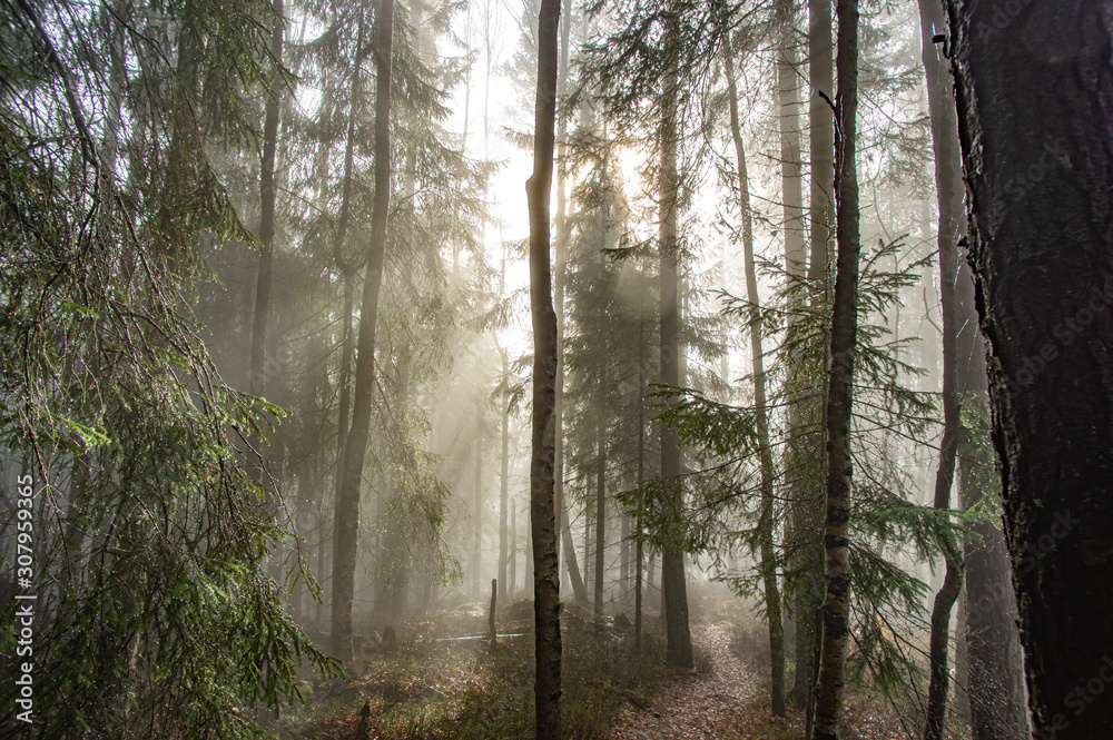 Obraz premium Rays of light in a foggy forest in autumn