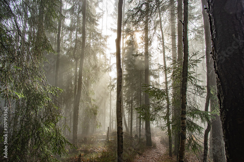 Rays of light in a foggy forest in autumn