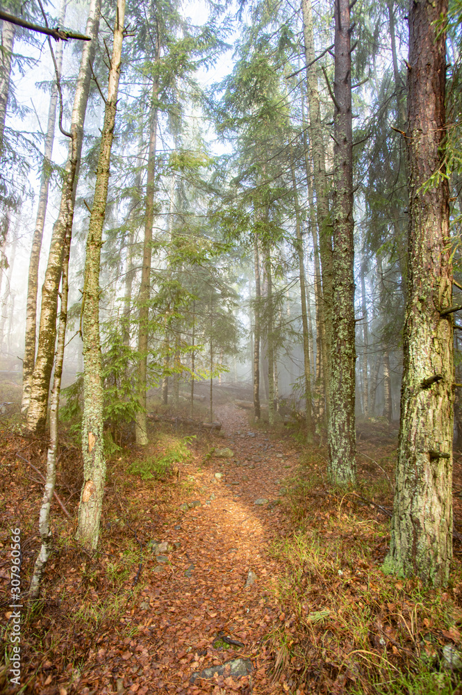 Rays of light in a foggy forest in autumn Rays of light in a foggy forest in autumn