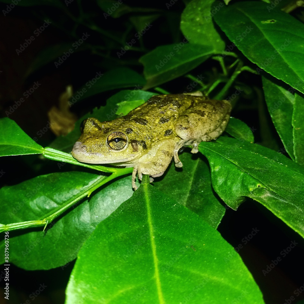 Obraz premium frog on leaf