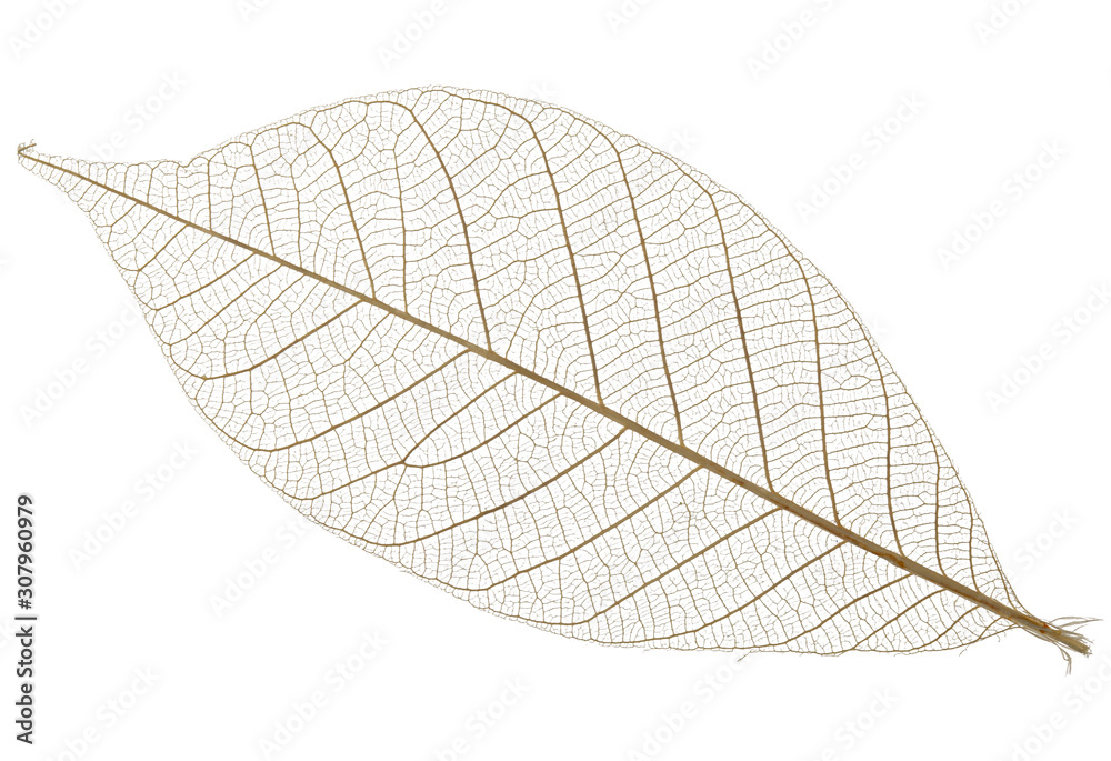 Fototapeta premium Single skeleton leaf isolated on white background