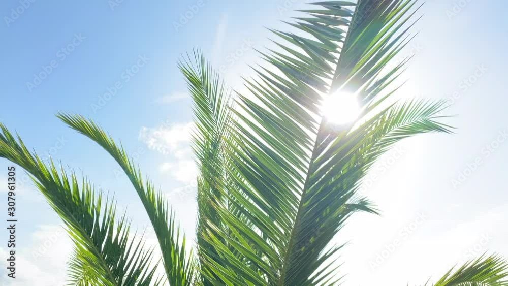 Sunrays through a palm leaf on a clear summer day Sunrays through a palm leaf on a clear summer day