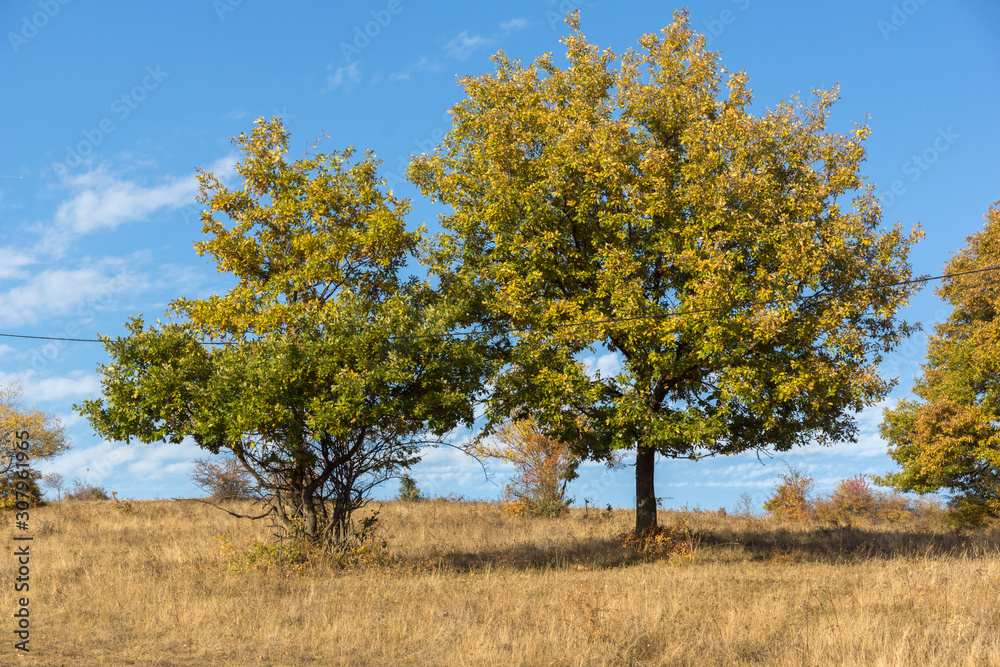 Autumn landscape of Cherna Gora mountain, Bulgaria