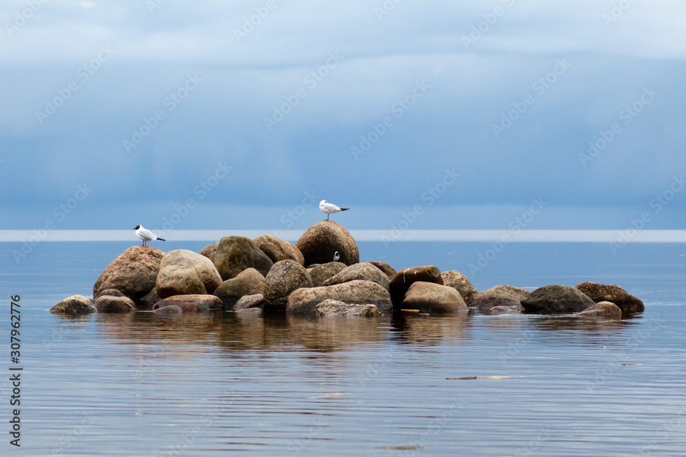 Seagulls are sitting on stones in the middle of the water of the Gulf of Finland