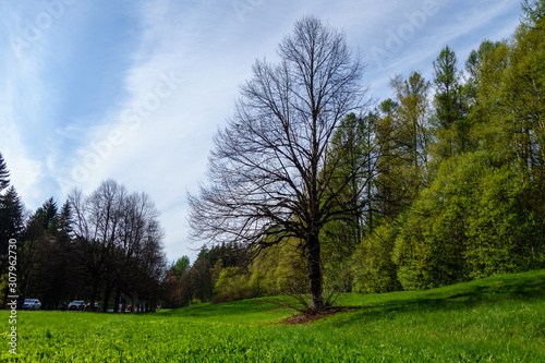 Green landscape in Repino © Dmitrii