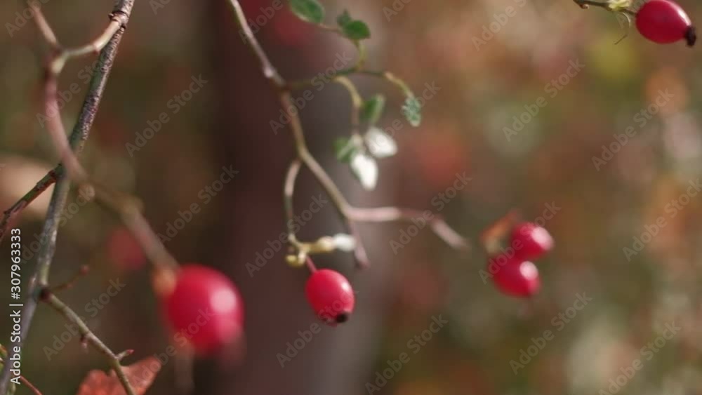 Detail of rose hips with defocused tree in a background. POV dolly shot on a gimbal. Shallow depth of field. Detail of rose hips with defocused tree in a background. POV dolly shot on a gimbal. Shallow depth of field.