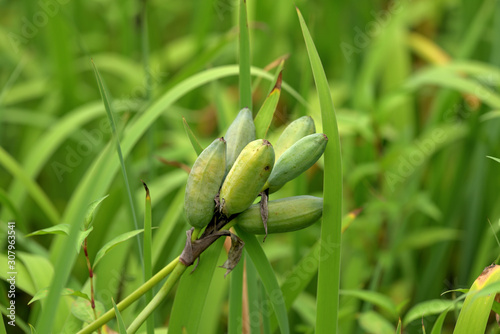 Fruits of Japanese iris, kakitsubata