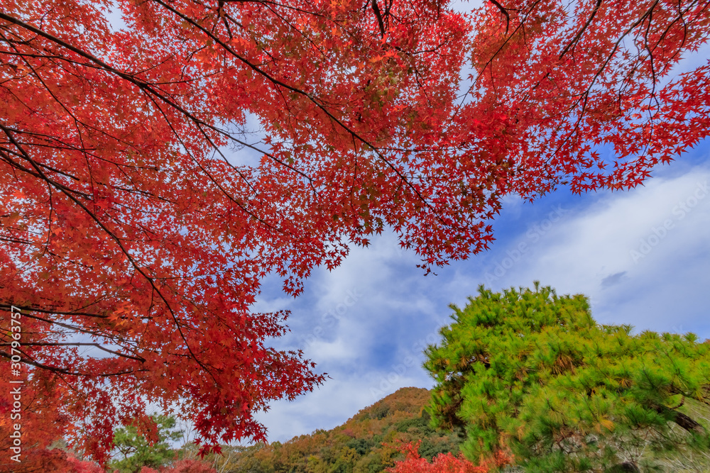 秋の渓石園 耶馬渓ダム記念公園 大分県中津市 Keisekien Yabakei Dam Memorial Park Ooita Nakatsu City Stock Photo Adobe Stock