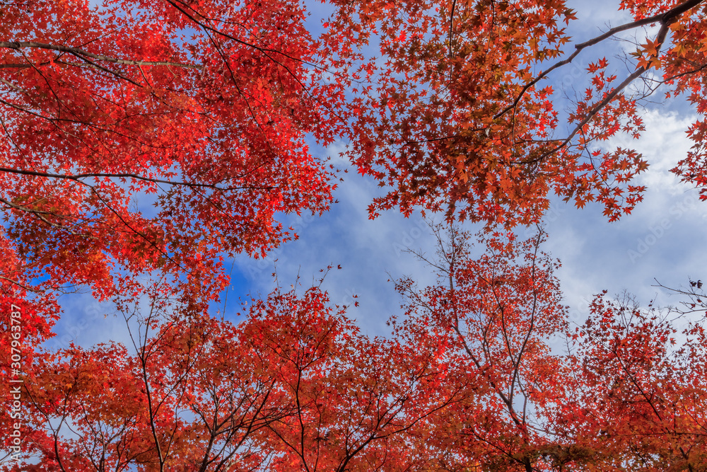 紅葉と青空 渓石園 耶馬渓ダム記念公園 大分県中津市 Autumn leaves and Blue sky Keisekien Yabakei dam Memorial park Ooita Nakatsu city 紅葉と青空 渓石園 耶馬渓ダム記念公園 大分県中津市 Autumn leaves and Blue sky Keisekien Yabakei dam Memorial park Ooita Nakatsu city