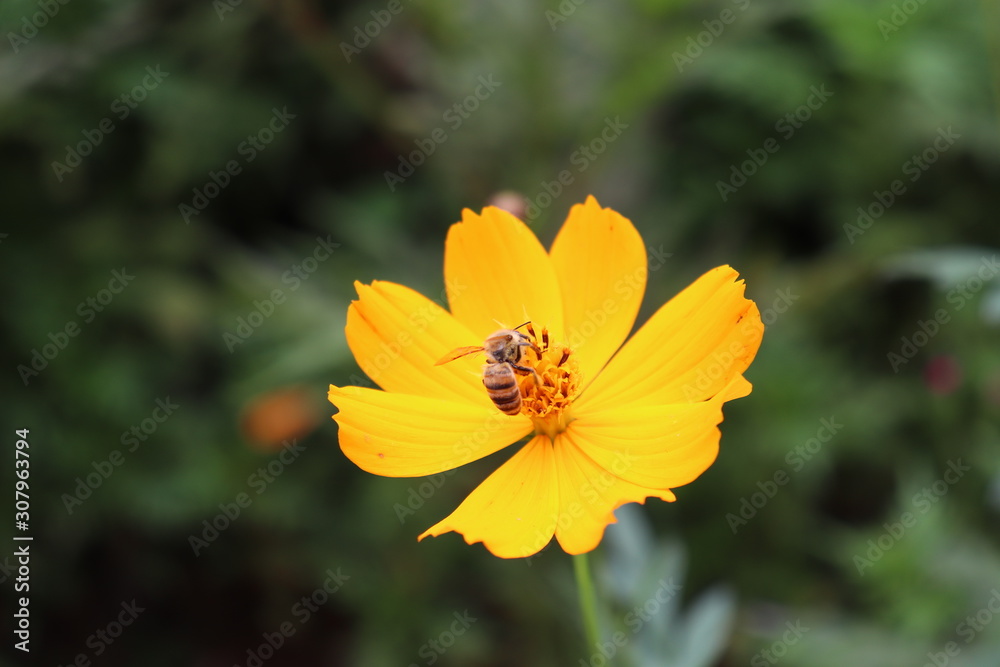 Obraz premium Bee