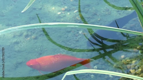 fish in water
