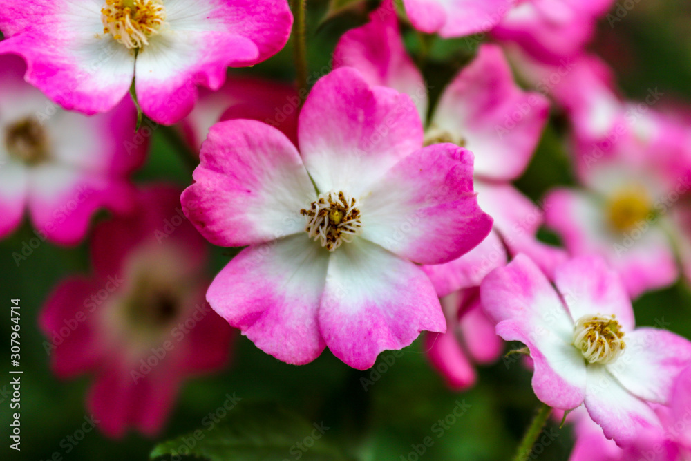 Beautiful close up of dog rose flower (Rosa canina), selective focus Beautiful close up of dog rose flower (Rosa canina), selective focus