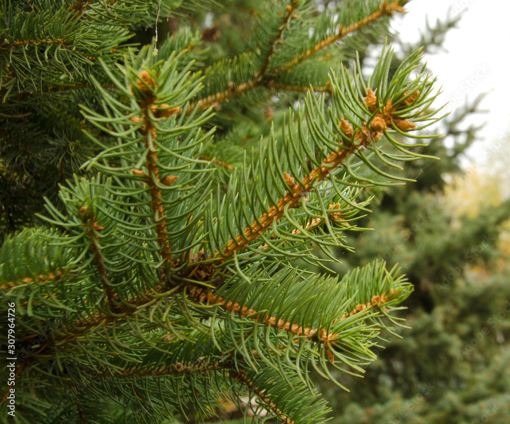 the branch of the pine tree selective