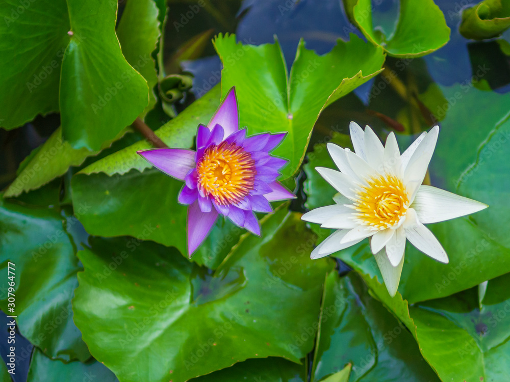 Twin lotus flowers blooming in the basin