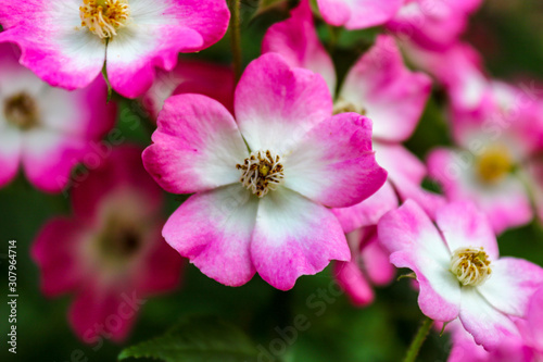 Beautiful close up of dog rose flower  Rosa canina   selective focus 