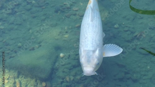 fish in water