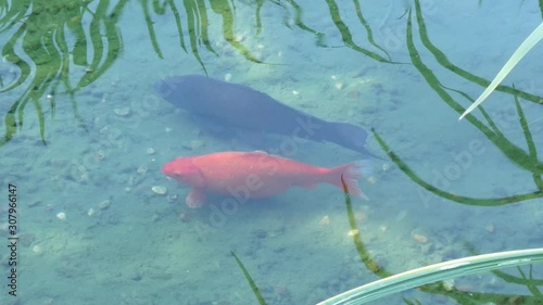 fish in the pond