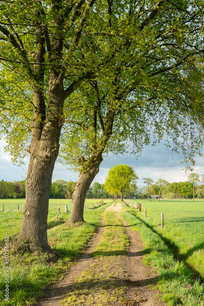 Dirt track leading through the green fields of the IJssel Valley edge with Veluwe with trees in green landscape near Loenen (The Netherlands) Dirt track leading through the green fields of the IJssel Valley edge with Veluwe with trees in green landscape near Loenen (The Netherlands)