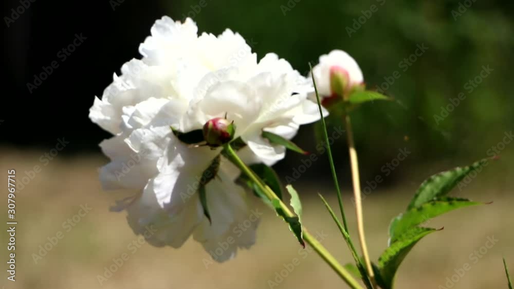 White rose swaying on green stem against blurred garden background. locked off White rose swaying on green stem against blurred garden background. locked off