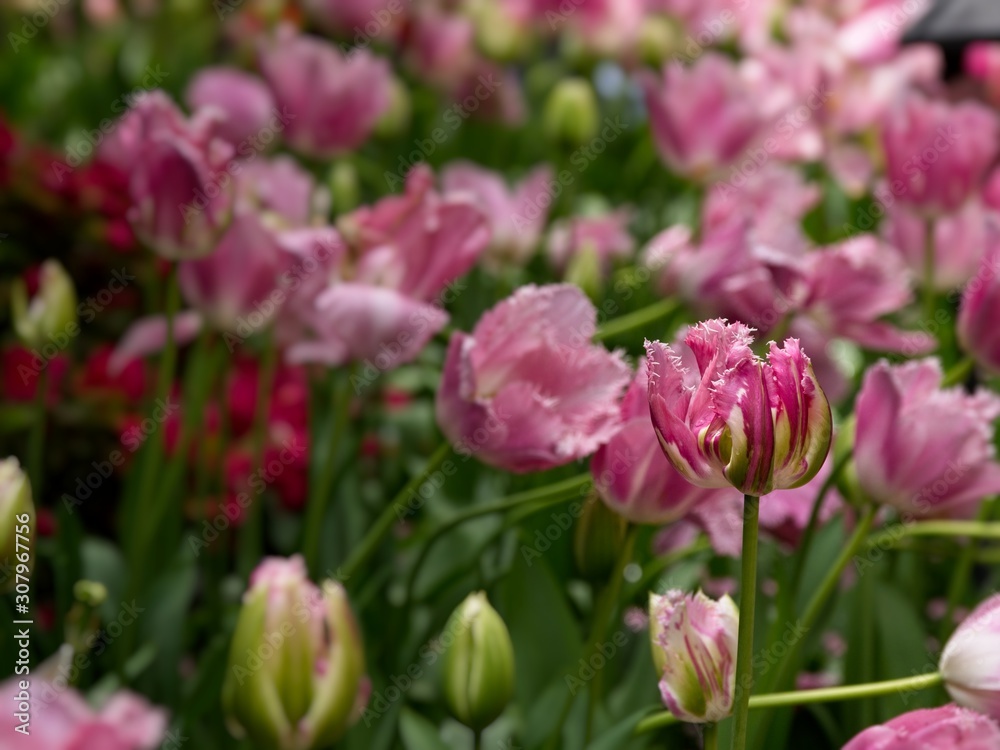 Blooming tulips