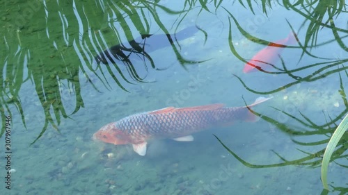 fish in the water