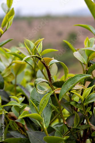 Tableau sur toile Tea leaves attacked by insects in Vietnam