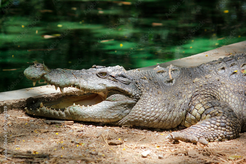 Fototapeta premium crocodile in the zoo