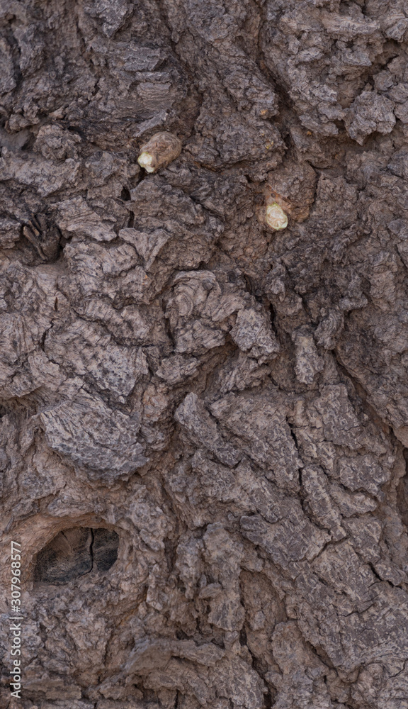 Mulberry tree bark texture close up. Mulberry tree bark texture close up.