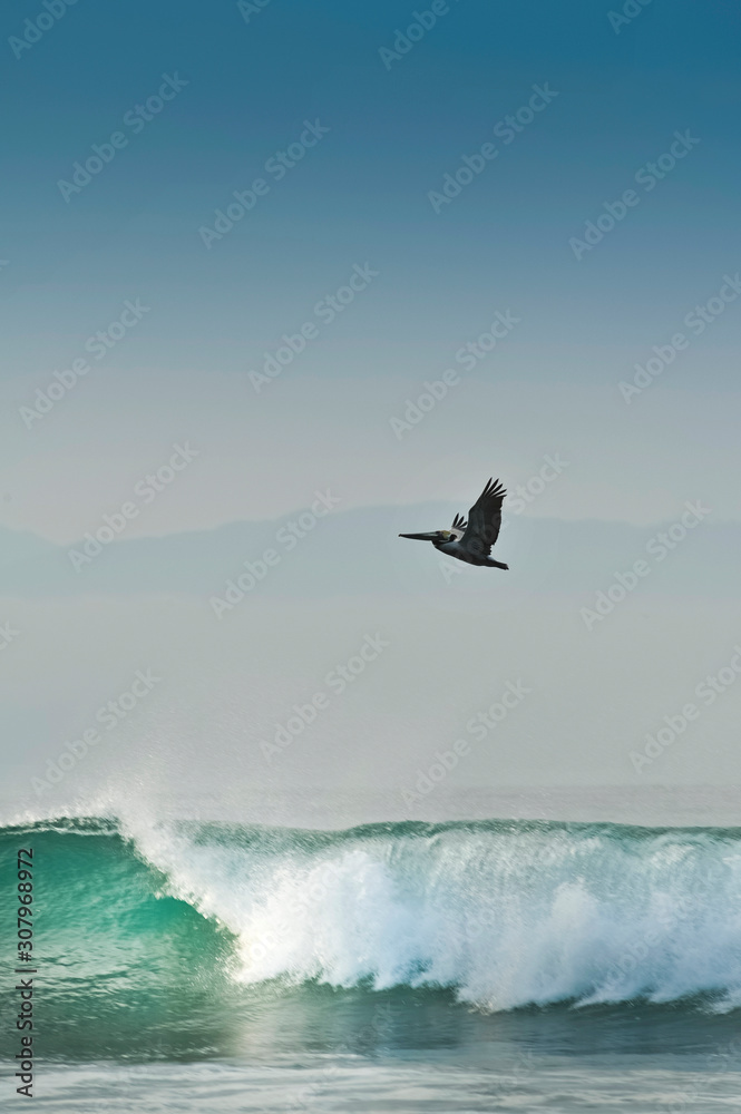 Pelican flying over wave surf on a beach near Puerto Vallarta, Mexico