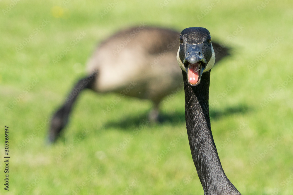 Obraz premium Close up of a goose squawking