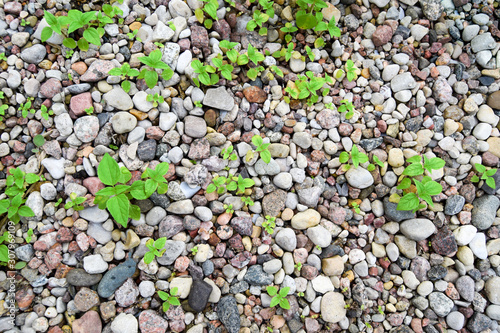 Texture of small stones with plants sprouting among them.