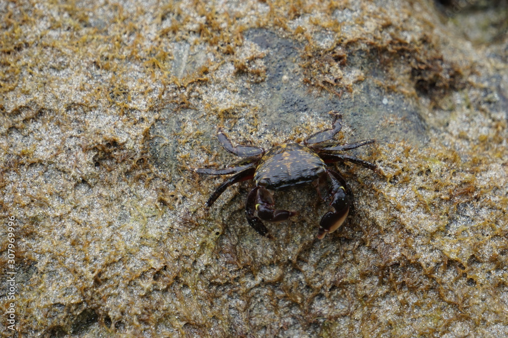 crab on the beach