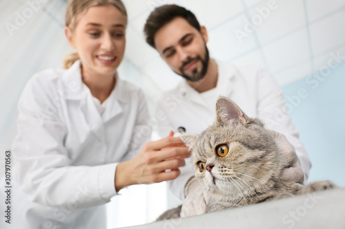 Veterinarians vaccinating c...