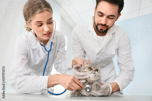Veterinarians examining cut...