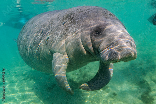 A large, friendly, playful West Indian Manatee (trichechus manatus) approaches the camera for her close up. Manatees gather in warm water springs to survive winter's cold.