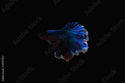 Thai betta fish on red and white body on a black background