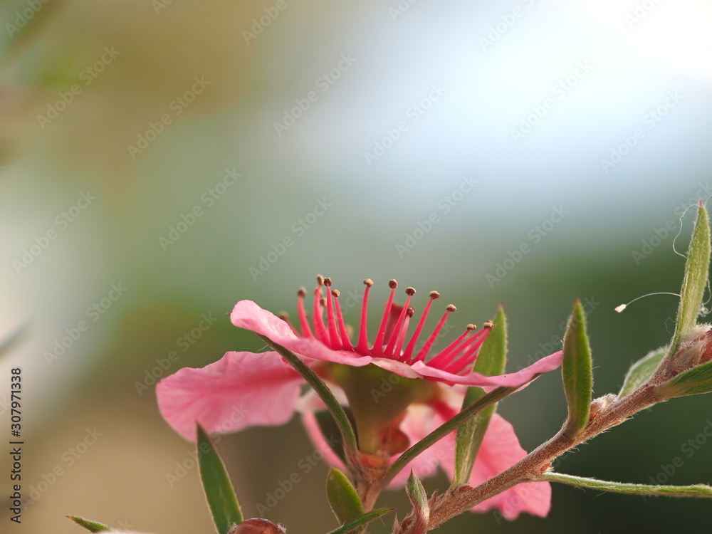 apricot flower of Australia