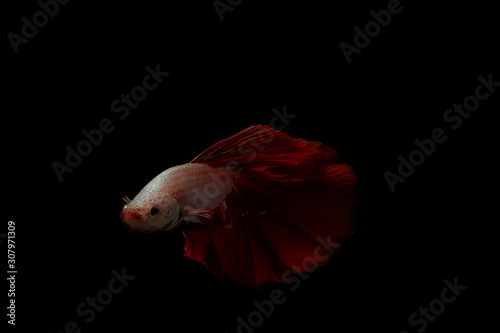 Thai betta fish on red and white body on a black background
