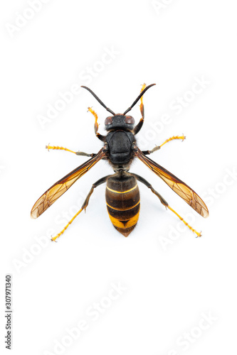 Asian hornet, also known as the yellow-legged hornet (Vespa velutina) on white.
