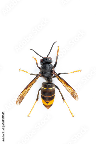 Asian hornet, also known as the yellow-legged hornet (Vespa velutina) on white.