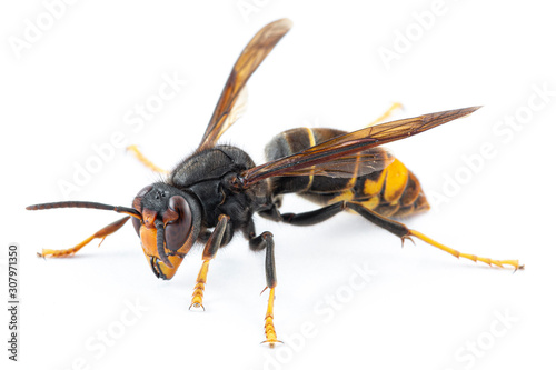 Asian hornet, also known as the yellow-legged hornet (Vespa velutina) on white.
