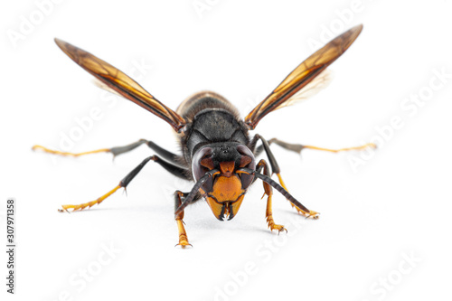 Asian hornet, also known as the yellow-legged hornet (Vespa velutina) on white. © Brais Seara