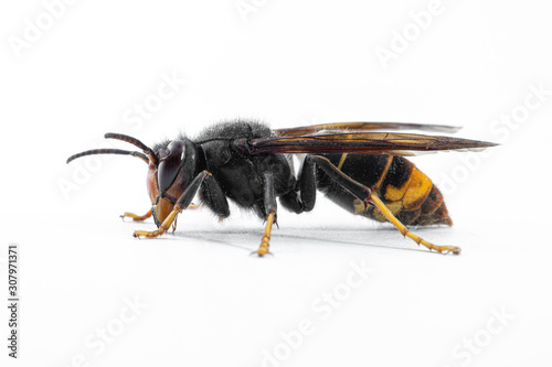 Asian hornet, also known as the yellow-legged hornet (Vespa velutina) on white.